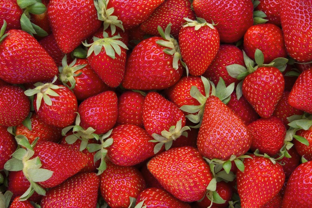 Chandler Strawberry