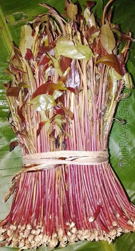 [farm04] Khat (Miraa)