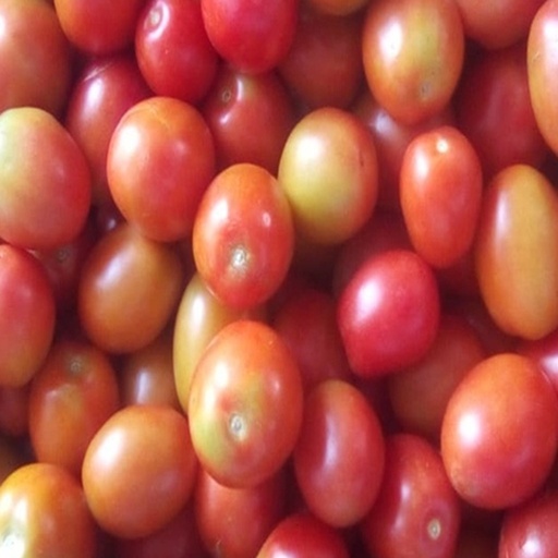 [farm11] Tomatoes Anna F1