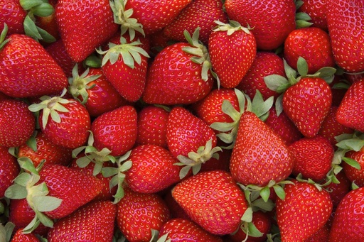 [farm14] Chandler Strawberry