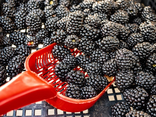 [farm24] Blackberry