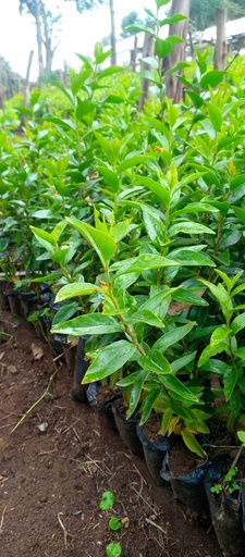 [farm02] Kei Apple