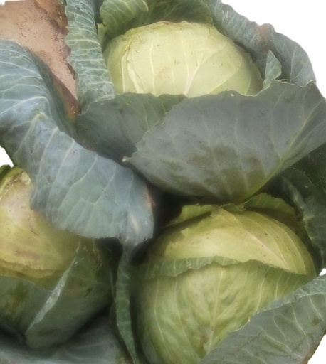 [farm16] Cabbage